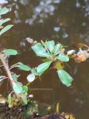 Ludwigia adscendens