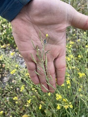 Brassica fruticulosa