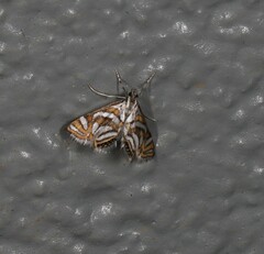 Anydraula pericompsa
