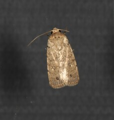 Athetis maculatra
