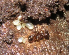 Aphaenogaster fulva