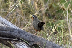 Morococcyx erythropygus