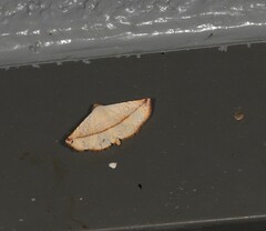 Eublemma perversicolor