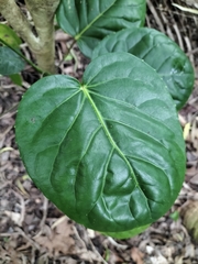 Polyscias scutellaria