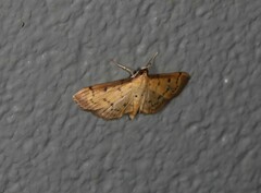 Herpetogramma basalis