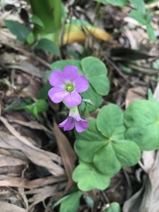 Oxalis debilis