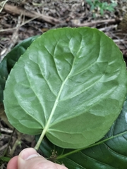 Polyscias scutellaria