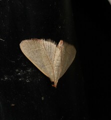 Hypsopygia albidalis