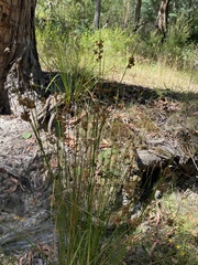 Juncus pallidus