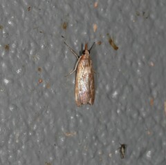 Syntonarcha iriastis