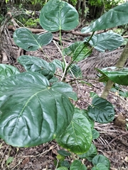 Polyscias scutellaria