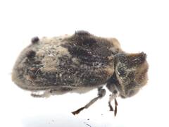Trichodesma gibbosa