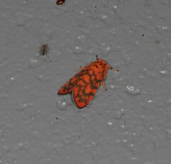 Miltochrista quadrilineata