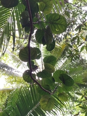 Polyscias scutellaria