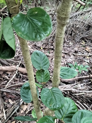 Polyscias scutellaria