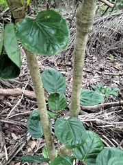 Polyscias scutellaria