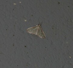 Myrmidonistis hoplora