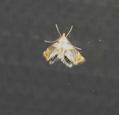 Nymphicula queenslandica