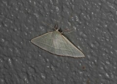 Oenochroma infantilis