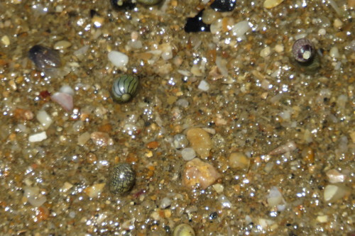 Clithon oualaniense