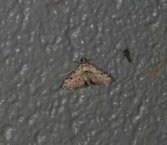 Parapoynx crisonalis