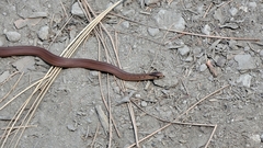 Storeria storerioides