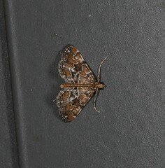 Parapoynx tenebralis