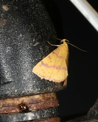 Raparna crocophara
