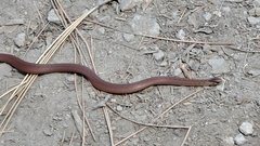 Storeria storerioides