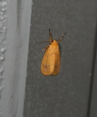 Symmetrodes sciocosma