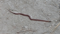 Storeria storerioides