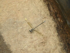 Austroargiolestes icteromelas