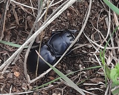 Pasimachus californicus