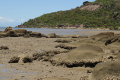 Saccostrea