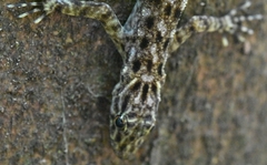 Cnemaspis peninsularis