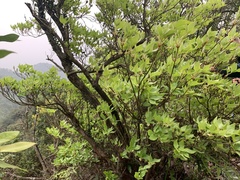 Rhododendron mariesii