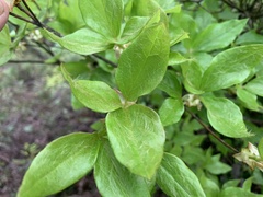Rhododendron mariesii