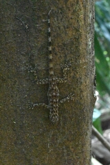 Cnemaspis peninsularis