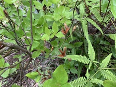 Rhododendron mariesii