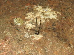 Austroargiolestes icteromelas