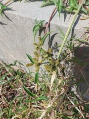 Cyperus imbricatus