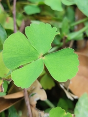 Marsilea crenata