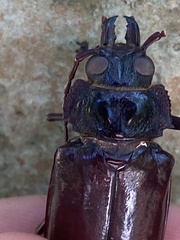 Stenodontes exsertus