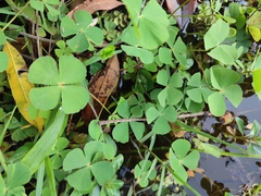 Marsilea crenata
