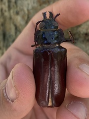 Stenodontes exsertus