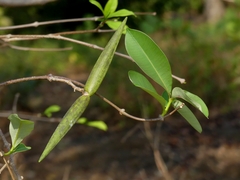 Cryptolepis buchananii