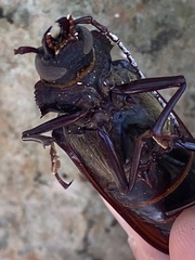 Stenodontes exsertus