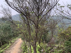 Rhododendron mariesii