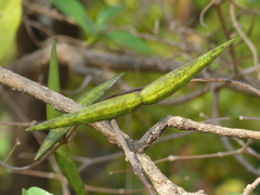 Cryptolepis buchananii