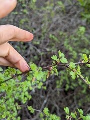 Ribes californicum